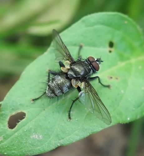 Réf. 257 262 : Macquartia grisea